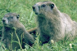 Hoary Marmot Picture