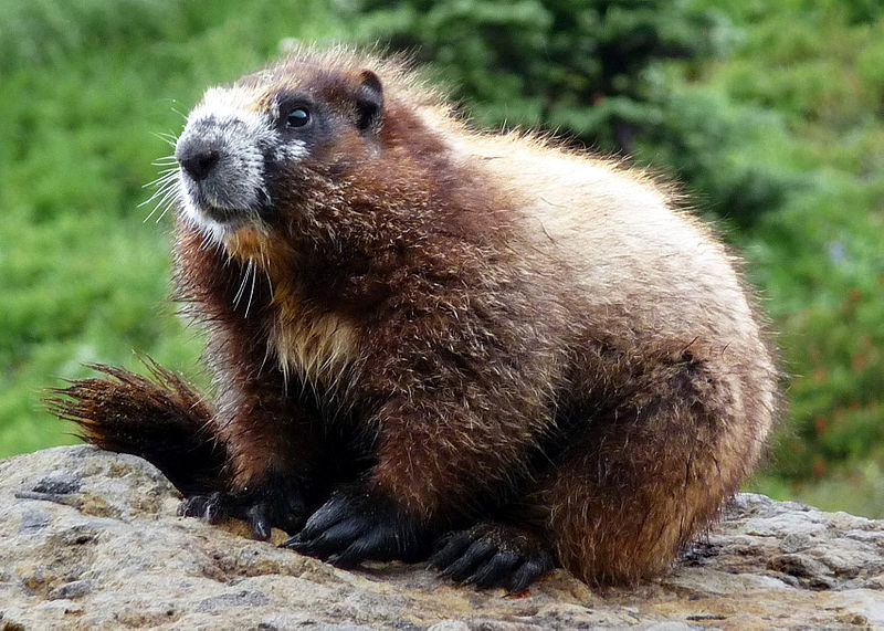 Hoary Marmot Facts Habitat Diet Life Cycle Pictures