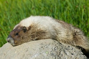 Pictures of Hoary Marmot