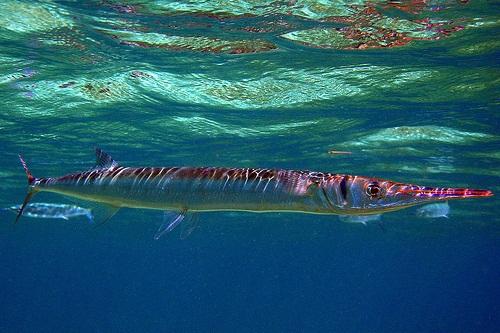 giant needlefish