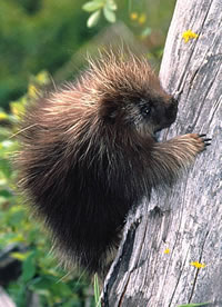 Photos of North American Porcupine