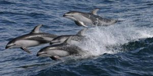 Images of Pacific White Sided Dolphin