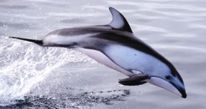 Photos of Pacific White Sided Dolphin 