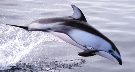 Photos of Pacific White Sided Dolphin