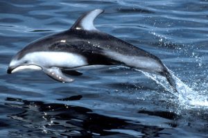 Pacific White Sided Dolphin Picture  