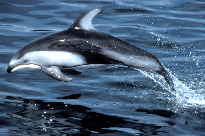 Pacific White Sided Dolphin -