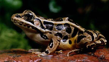 Images of Pickerel Frog