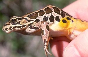 Pictures of Pickerel Frog