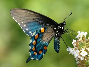 Images of Pipevine Swallowtail