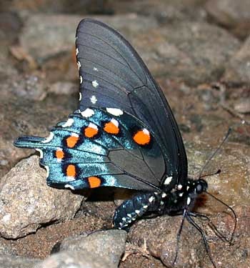 Photos of Pipevine Swallowtail