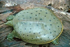 Spiny Softshell Turtle Picture