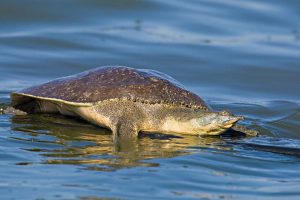 Images of Spiny Softshell Turtle