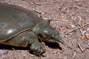 Pictures of Spiny Softshell Turtle