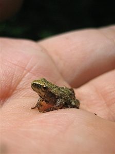 Spring Peepers Picture