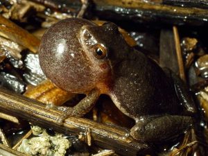 Images of Spring Peepers