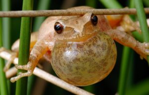 Photos of Spring Peepers