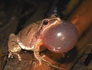 Pictures of Spring Peepers
