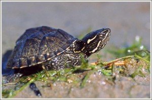 Images of Stinkpot Turtle