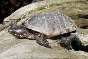 Pictures of Stinkpot Turtle