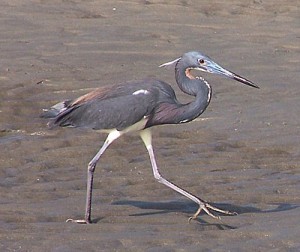 Images of Tricolored heron