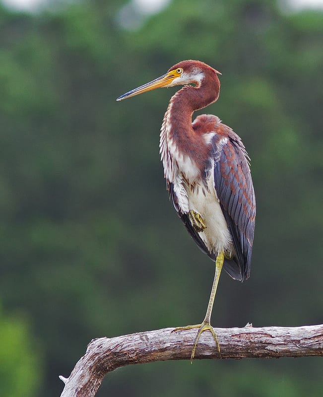 Tricolored heron Photo