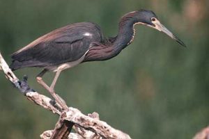 Pictures of Tricolored heron