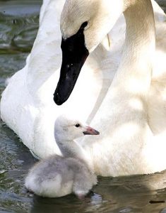 Images of Trumpeter Swan