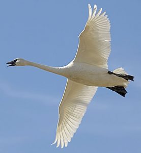 Photos of Trumpeter Swan