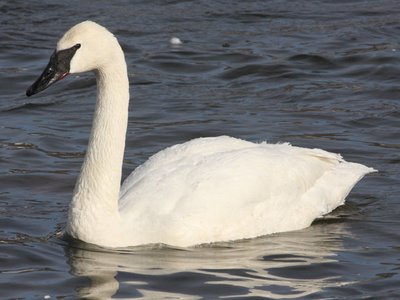 Trumpeter Swan -