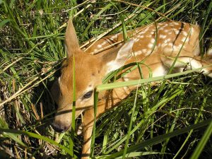 Images of White-tailed Deer 