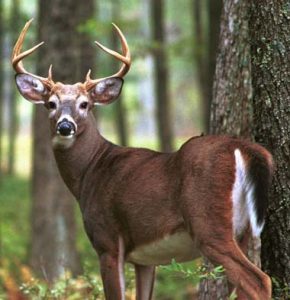 Photos of White-tailed Deer 