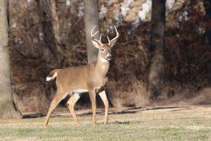 Pictures of White-tailed Deer