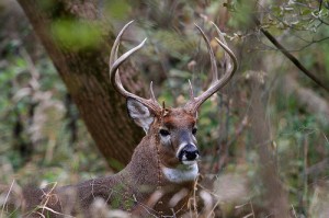 Pictures of White-tailed Deer 