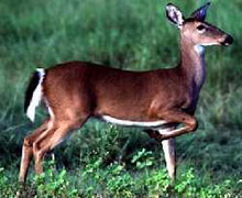 White-tailed Deer Piucture