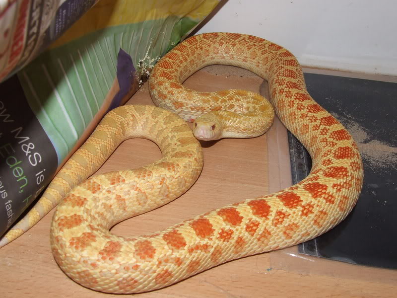 Albino Gopher Snake