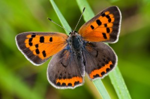 Images of American Copper Butterfly