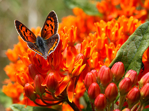 Photos of American Copper Butterfly