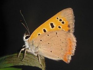 Pictures of American Copper Butterfly