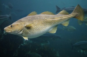 Atlantic Cod Picture