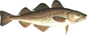 Images of Atlantic Cod