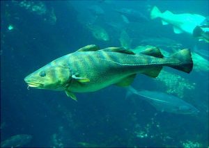 Photos of Atlantic Cod