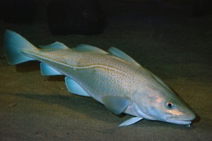 Pictures of Atlantic Cod
