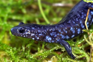 Blue Spotted Salamander Picture