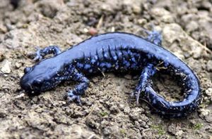 Images of Blue Spotted Salamander