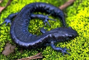 Photos of Blue Spotted Salamander