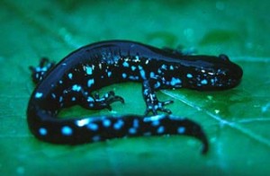 Pictures of Blue Spotted Salamander