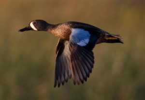 Photos of Blue Winged Teal