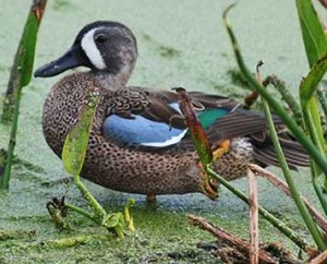 Pictures of Blue Winged Teal