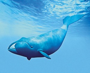 Bowhead Whale Picture