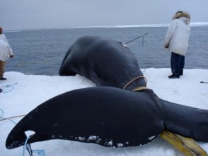 Photos of Bowhead Whale